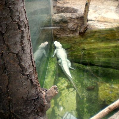 Chronique de vacances