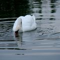 cygne 