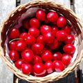 Le temps des cerises