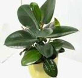 👨‍🌾 Ficus caoutchouc. Plante dépolluante par Paysagiste pays basque, paysagiste Landes.