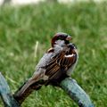 Moineau domestique