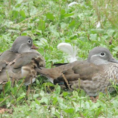 je résiste comme je peux