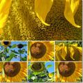 Tournesols