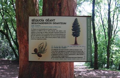 Enigme...ou est le Sequoïa gigantea du parc de Beaupreau...?