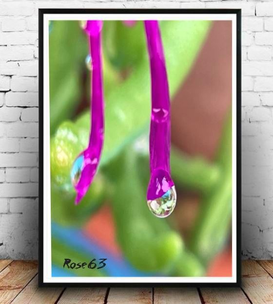 Lundi 29 sept 2025 un bol d'air au jardin c'était le 25 sept 2025 Mon diapo s'en suit 