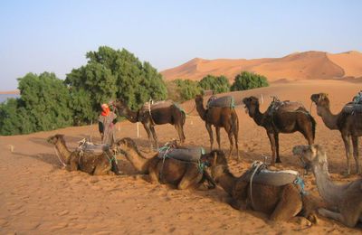 excursion con camellos