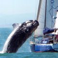 Une baleine saute sur un bateau en pleine mer au Cap