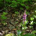 orchis de spitzel