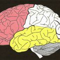 Les bases neurobiologiques des différentes mémoires : la mémoire à long terme (explicite ou déclarative)