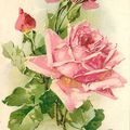 Cartes Postales Anciennes : les roses de Catharina Klein...