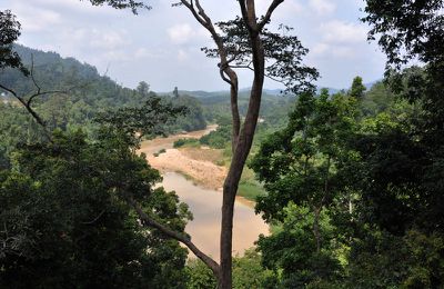 Canopy Walkway