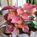 Coleus Solenostemon et cousine