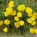 Achillée millefeuille (Achillea millefolium)