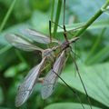 Un dimanche à la campagne. Aujourd'hui, la tipule des prairies