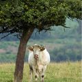 Lilly bientôt... Normande !