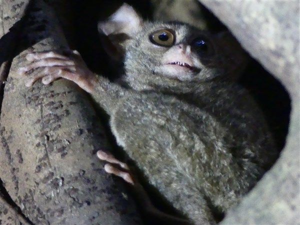 Voyage en Sulawesi - Visite du parc national de Tangkoko