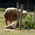 Une jolie naissance hier après-midi