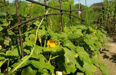 Le potager du Domaine de Chaumont sur Loire