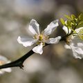 Des promesses oranges