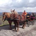 FLERS-CERISY (les chevaux)