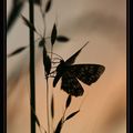 Papillons du soir