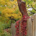 Un clin d'oeil à l'automne passé... La photo de