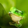 La grenouille qui mettait en garde