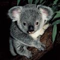 pourquoi avons nous choisi le koala ?