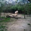 Zoo de la flèche 30 mars 2014