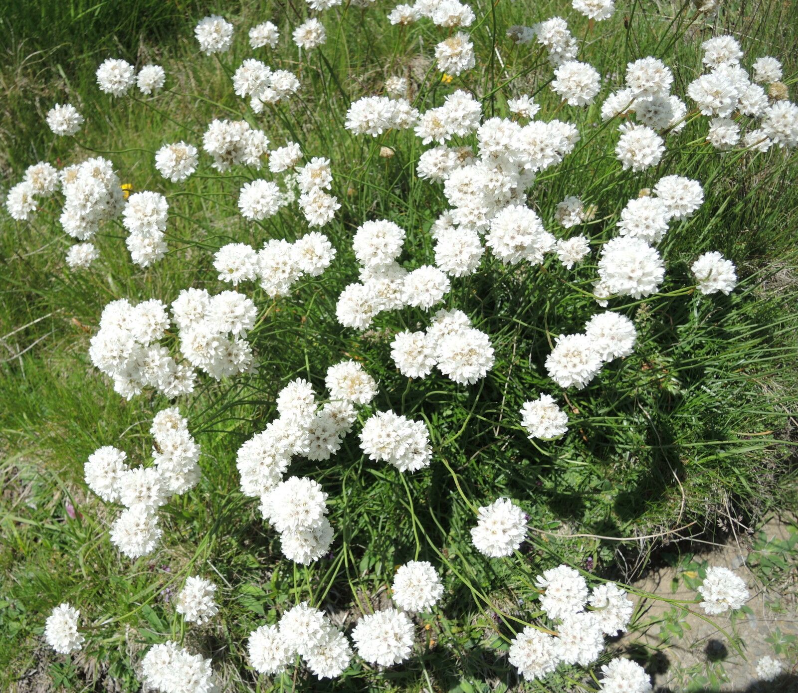 Col de l'Iou, rando Pombie-Peyreget, fleurs Armeria alliacea (64)