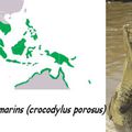 Crocodile marin = Crocodylus porosus