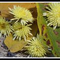 chrysanthèmes jaunes 02