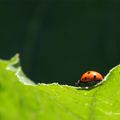 2 Visiteuses au jardin