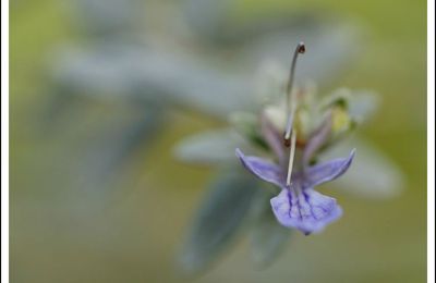 TEUCRIUM FRUTICANS