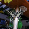 machaon