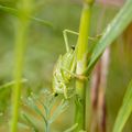 Saison verte ...