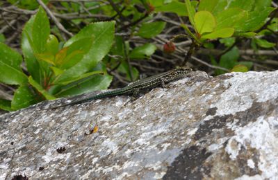 Lézard de Corse