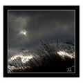 Graminées avant l'orage - Plateau de Carlencas (Hérault - 34)