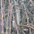 ce matin les oiseaux sont détraqués...ca chante a