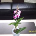 Nouvelle orchidée