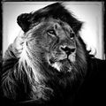 Laurent Baheux