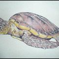 Tortue format A4