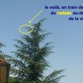 le F-BSMG, un volant-bruyant au-dessus de Saint-Chamond
