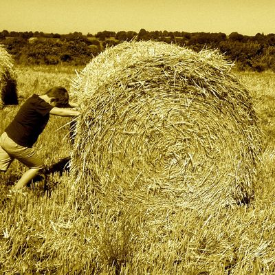 Photographie (campagne, été 2016) 10