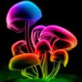 Les champignons magiques