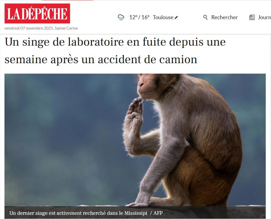 Un singe en cavale