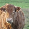 de magnifiques vaches curieuses mais peureuses - 06 saint-germain-des-champs/89630