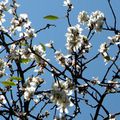 Les premières fleurs de pruniers ... au jardin Hanbury