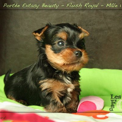 Angers - Magnifiques chiots Yorkshire Terrier LOF - A RESERVER