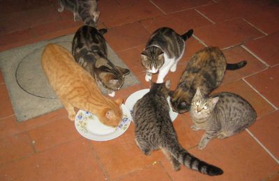 Des chatons affamés